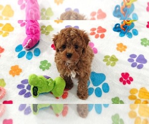 Cavapoo (Miniature)-Poodle (Toy) Mix Puppy for sale in ORO VALLEY, AZ, USA