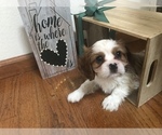 Puppy 4 Cavalier King Charles Spaniel