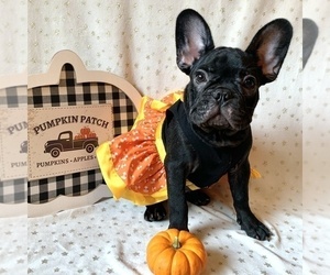 French Bulldog Puppy for sale in SARASOTA, FL, USA