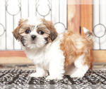 Small #3 Shih Tzu