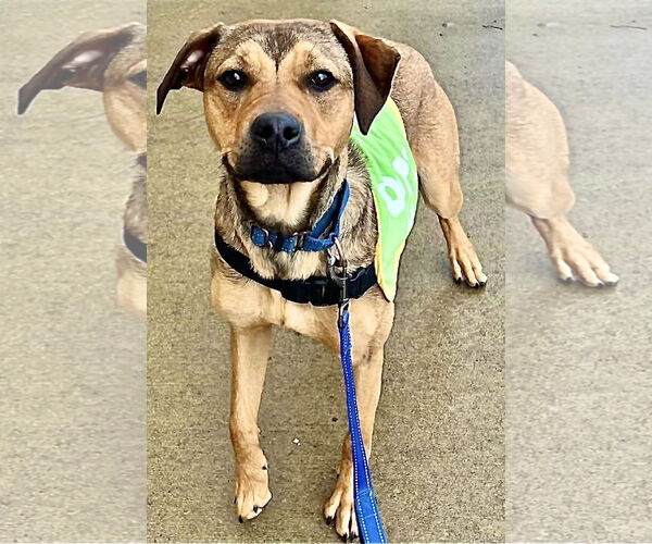 Medium Photo #11 Labrador Retriever-Unknown Mix Puppy For Sale in Munford, TN, USA