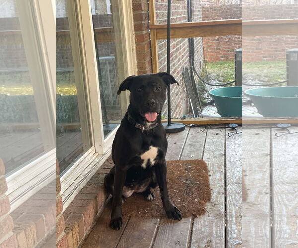 Medium Photo #3 Labrador Retriever-Unknown Mix Puppy For Sale in Mount Pleasant, SC, USA