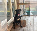 Small #2 Labrador Retriever Mix