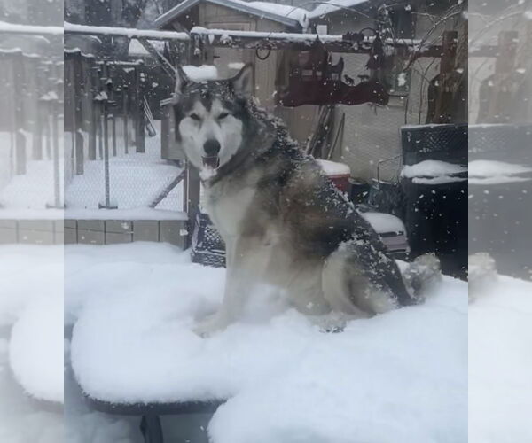 Medium Photo #2 Siberian Husky Puppy For Sale in Sandy, UT, USA