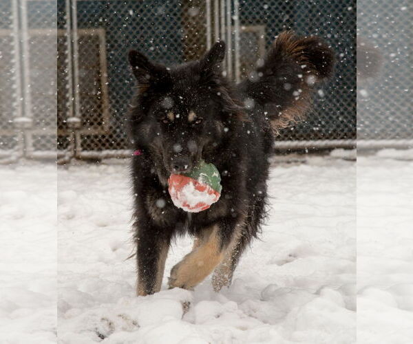 Medium Photo #4 Australian Shepherd-German Shepherd Dog Mix Puppy For Sale in Webster, WI, USA