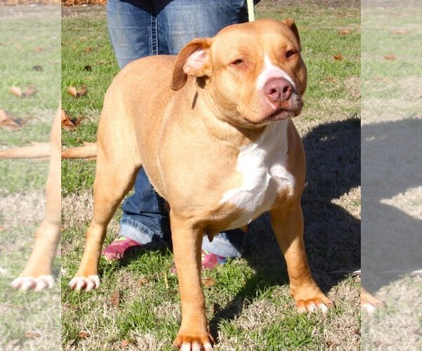 Medium Photo #7 American Pit Bull Terrier Puppy For Sale in Royse City, TX, USA