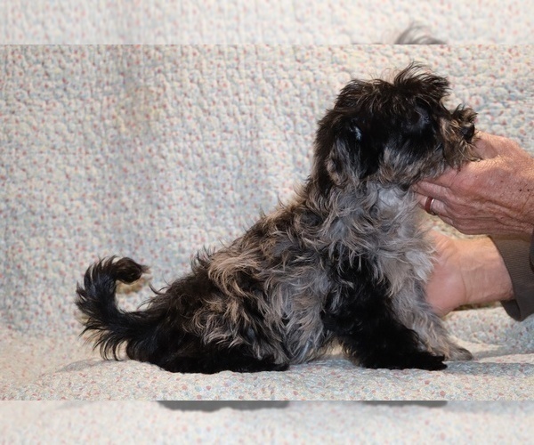 Medium Photo #6 Yorkiepoo mix (+ Poodle Toy) Puppy For Sale in DYERSBURG, TN, USA