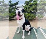 Small #2 American Pit Bull Terrier Mix