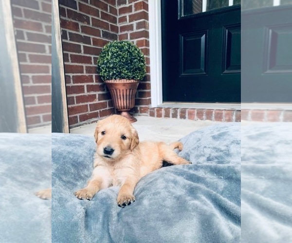 Medium Photo #5 Golden Retriever Puppy For Sale in VALDOSTA, GA, USA