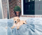 Small Photo #5 Golden Retriever Puppy For Sale in VALDOSTA, GA, USA