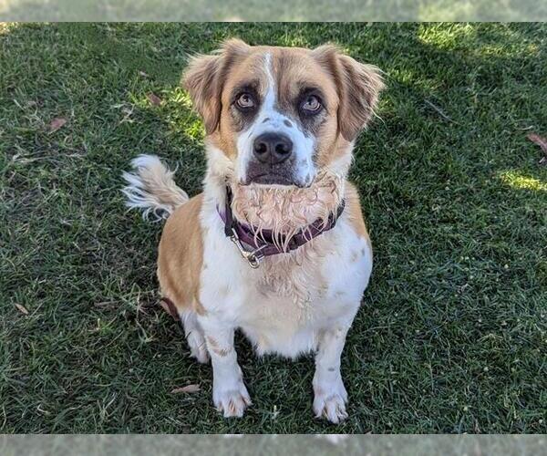 Medium Photo #2 Australian Shepherd-Saint Bernard Mix Puppy For Sale in San Clemente, CA, USA