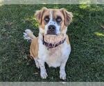 Small #1 Australian Shepherd-Saint Bernard Mix