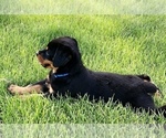 Small #10 Rottweiler