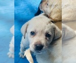 Small #5 Labrador Retriever