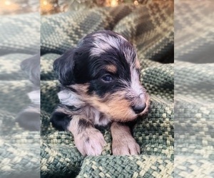 Aussiedoodle-Goldendoodle Mix Litter for sale in BERGER, MO, USA