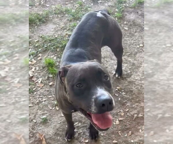 Medium Photo #2 Mutt Puppy For Sale in Riverside, CA, USA