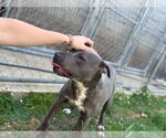 Small #6 American Bulldog