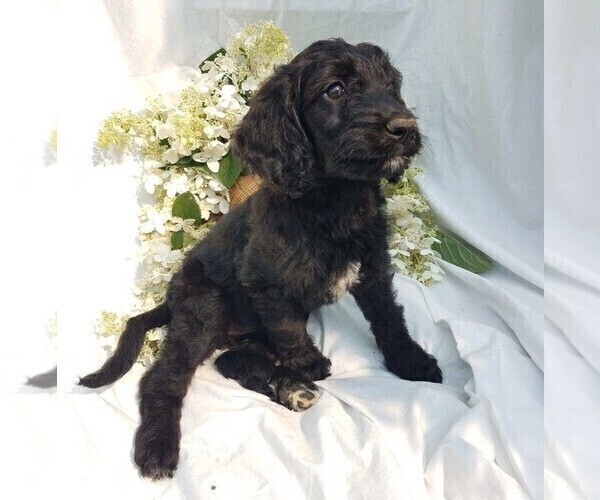Medium Photo #2 Goldendoodle-Poodle (Standard) Mix Puppy For Sale in FREDERICKSBG, OH, USA