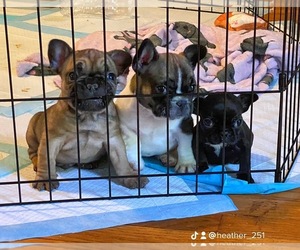 French Bulldog Puppy for sale in CONYERS, GA, USA