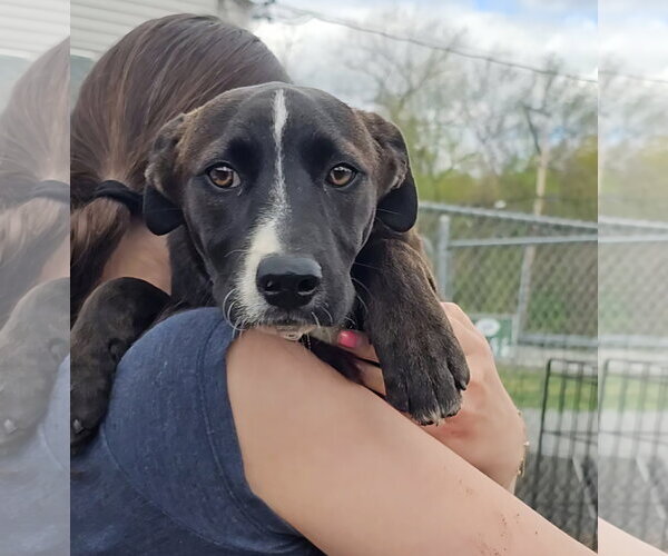 Medium Photo #4 - Mix Puppy For Sale in Bloomingdale, NJ, USA