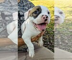 Small Photo #1 American Bulldog Puppy For Sale in MILLS RIVER, NC, USA