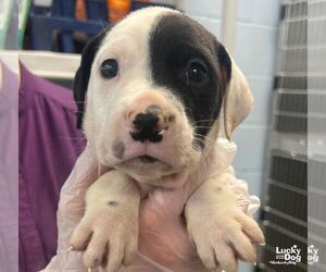 McRoy - Male Labrador Retriever-Unknown Mix Dog for Adoption - Photo #2