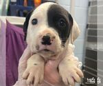 Small Photo #2 Labrador Retriever-Unknown Mix Puppy For Sale in Washington, DC, USA