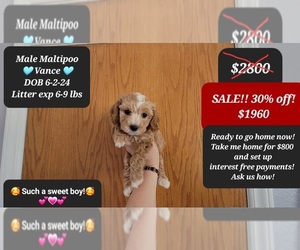 Maltipoo Puppy for sale in TUCSON, AZ, USA