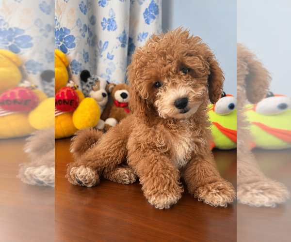 Medium Photo #36 Havapoo Puppy For Sale in DURHAM, CT, USA