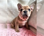 Small Photo #2 French Bulldog Puppy For Sale in OJAI, CA, USA