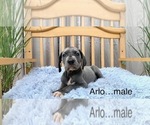Small Photo #8 Great Dane Puppy For Sale in BIG CANOE, GA, USA