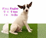 Small Chihuahua Mix