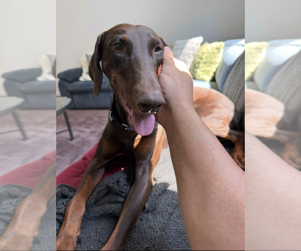 Medium Photo #1 Doberman Pinscher Puppy For Sale in Brewster, NY, USA