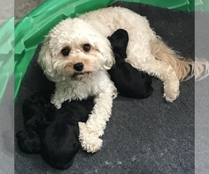 Mother of the Cavapoo puppies born on 06/23/2023