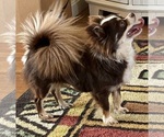Small Photo #1 Chihuahua Puppy For Sale in NEWVILLE, PA, USA