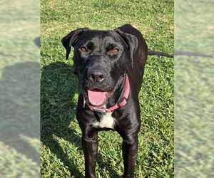 Mutt Dogs for adoption in Conroe, TX, USA