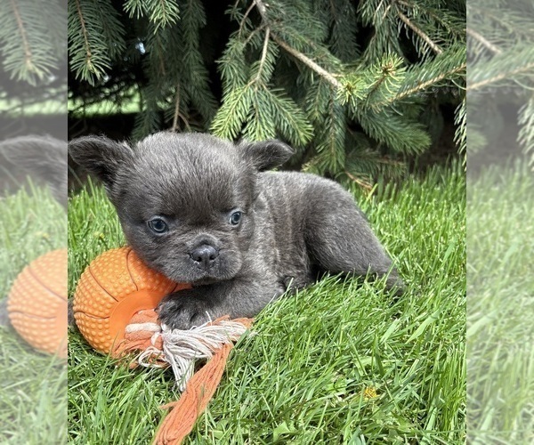 Medium Photo #4 French Bulldog Puppy For Sale in MIDDLEBURY, IN, USA