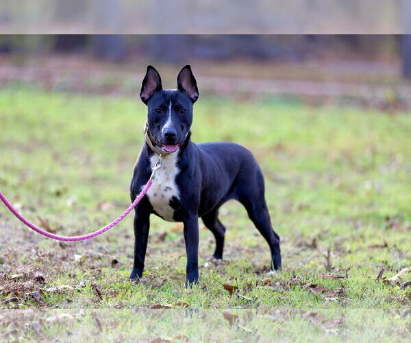 Medium Photo #2 Bull Terrier-Unknown Mix Puppy For Sale in Munford, TN, USA