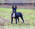 Small #1 Bull Terrier Mix