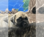 Small Photo #3 Mastiff Puppy For Sale in VENICE, FL, USA
