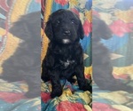 Puppy Olivia Bernedoodle