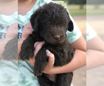 Small Photo #11 Labradoodle Puppy For Sale in FLORENCE, TX, USA