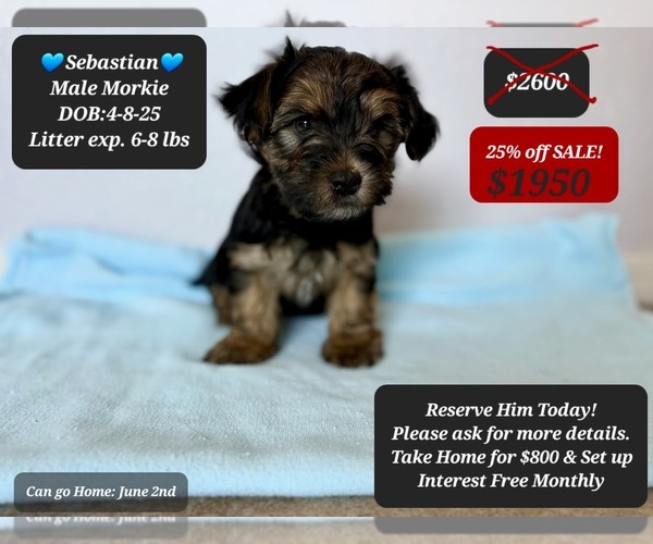 Medium Photo #1 Morkie Puppy For Sale in TUCSON, AZ, USA