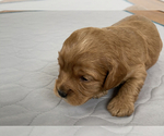 Small Photo #3 Cavapoo Puppy For Sale in CONCORD, IN, USA