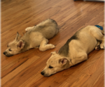 Small #7 Siberian Husky Mix