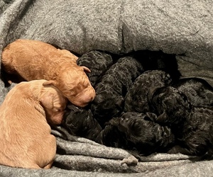 Goldendoodle Puppy for Sale in HYATTSVILLE, Maryland USA