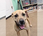 Small #6 Mountain Cur Mix