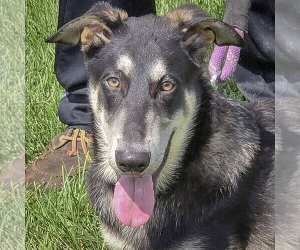 Medium Photo #2 German Shepherd Dog-Huskies  Mix Puppy For Sale in Huntley, IL, USA