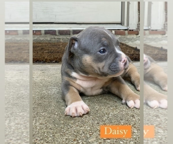 Medium Photo #8 American Bully Puppy For Sale in BURLESON, TX, USA