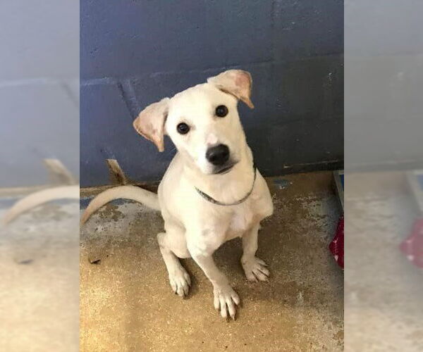 Medium Photo #7 Labrador Retriever-Unknown Mix Puppy For Sale in New York, NY, USA